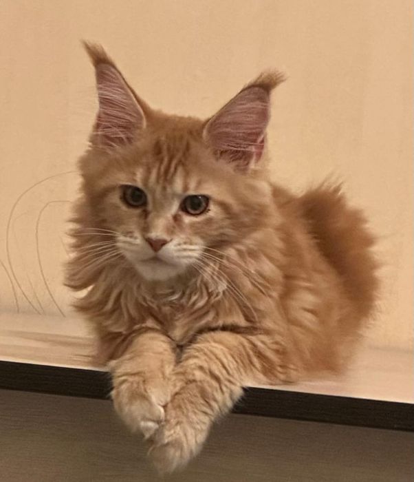 Мейн кун,  котята.