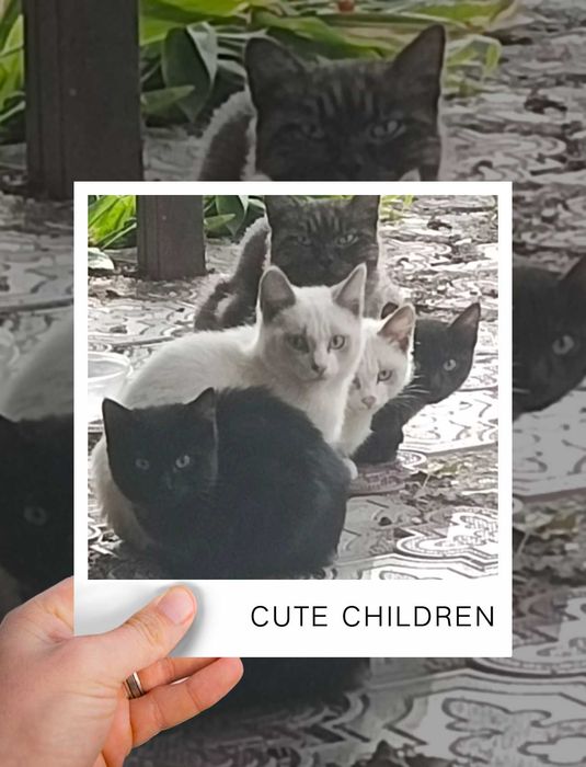 Котята разных окрасов