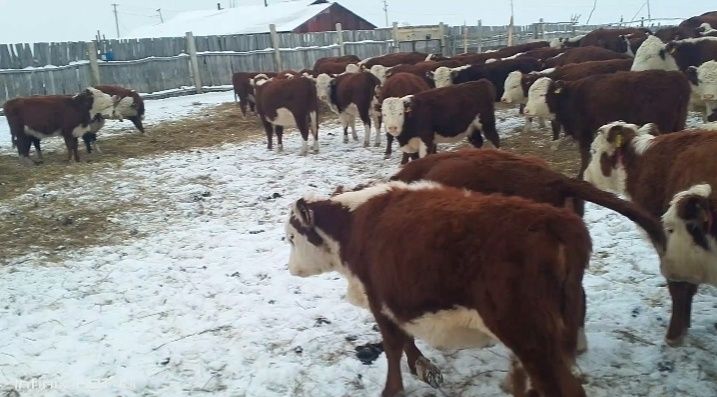 Акбас ургашы 30бас