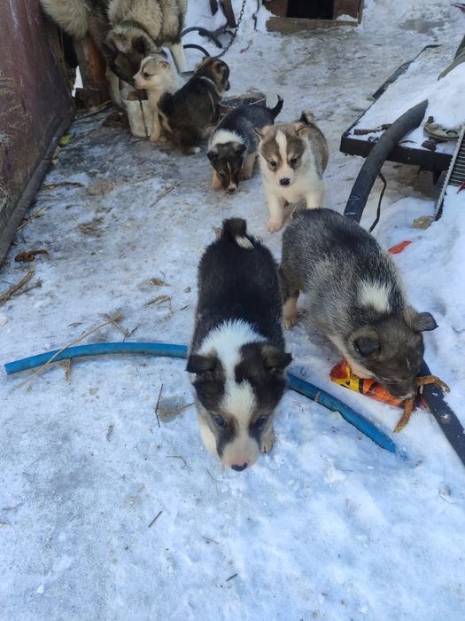 Щенок (девочка)западно- сибирской лайки