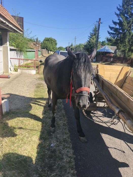 Manza de 2 ani foarte cuminte ne pusa la ham