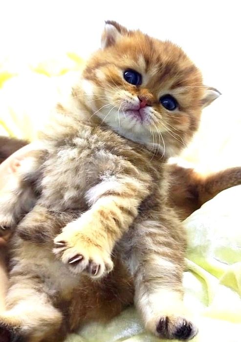 Золото британские  котята