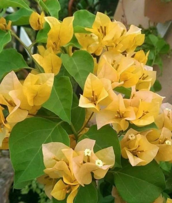 Комнатные растения