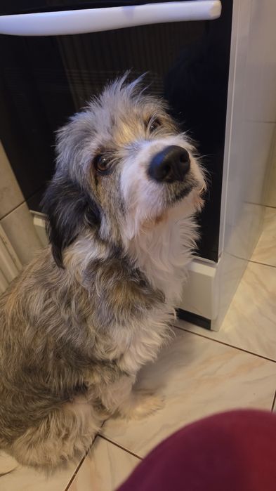 Dau spre adopție cățeluș si 2 pisicuțe