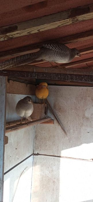 Жълто златни фазани