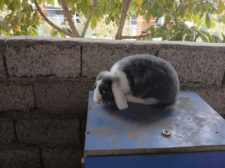 Кролик продаяотса