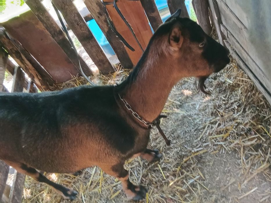 Care alpine originala