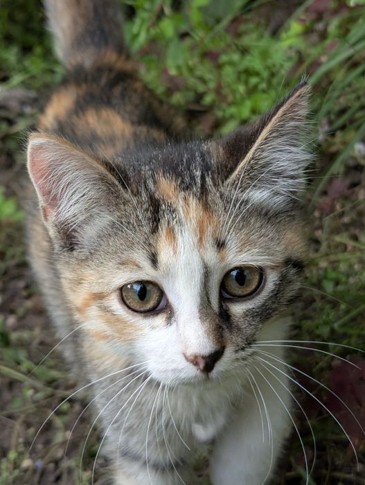 Котята ищут маму