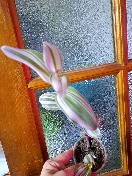 Продам комнатные цветы