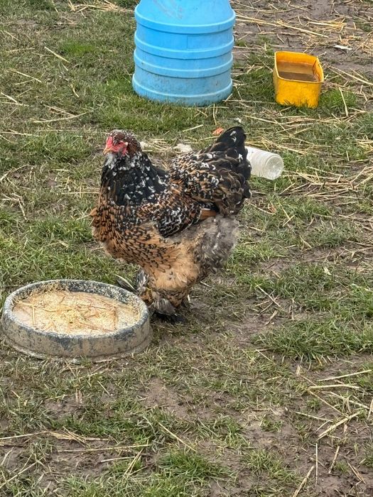 Ouă Brahma Porțelan