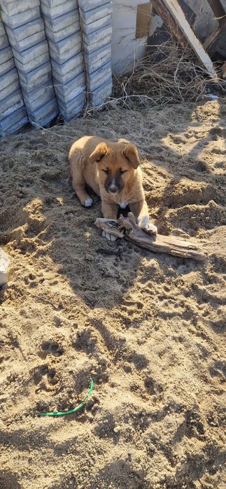 Отдам щенят 1.5 мес