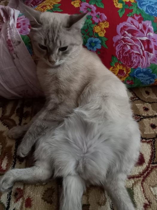 красивая взрослая кошка МЫСЫҚ