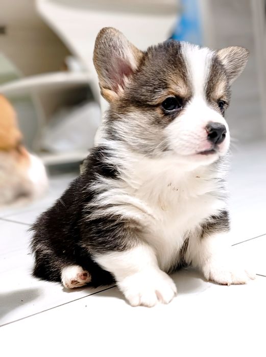 Ранее бронирование щенков вельш корги пемброк