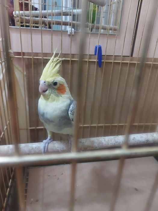 Карелла пара без клетки