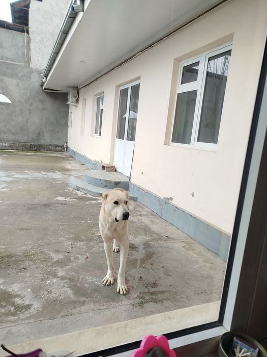 Alabay sotiladi srochno