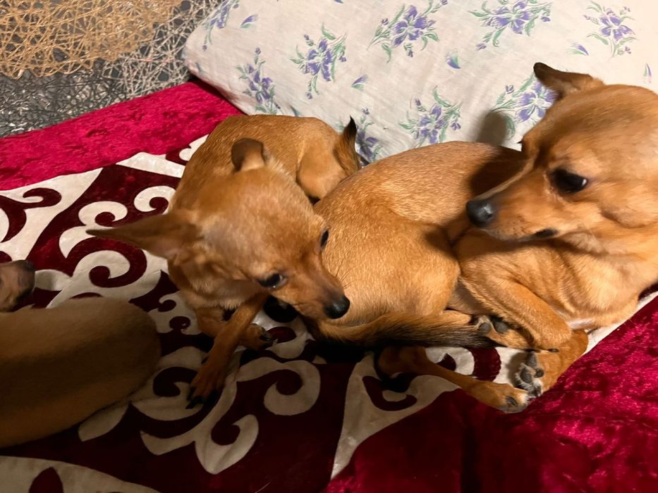 Продаётся щенок карликового пинчера