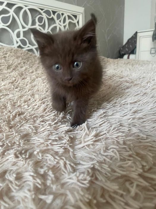 Котенок в добрые руки