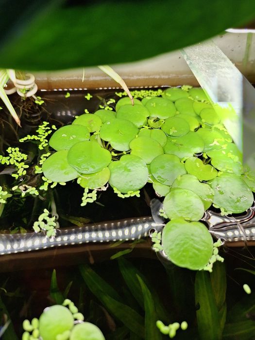 Plante de acvariu easy