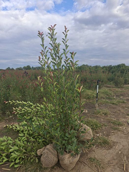 Photinia Red Robin (Fotinia)