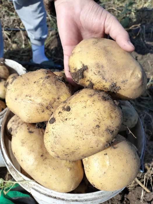 Картофель домашний.