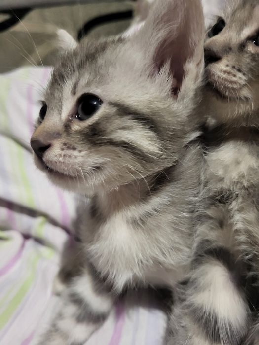 Отдам котят девочек