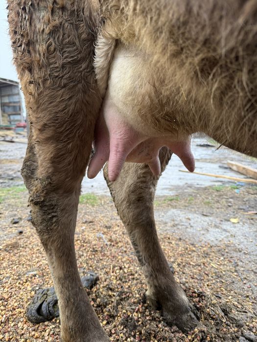 Vacă la prima fătare o vitica angus