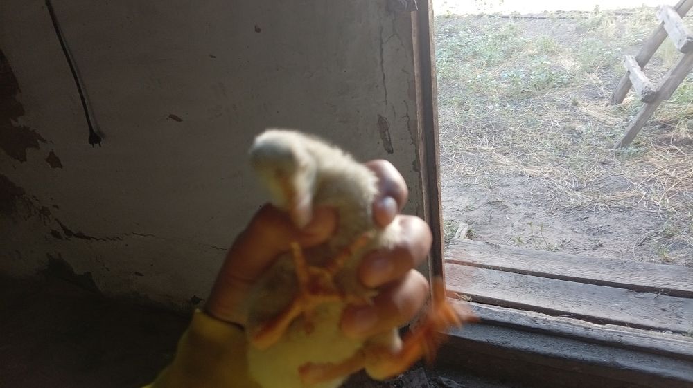 Продам Гусят и Цеплят