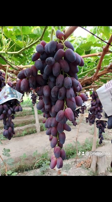 Кощет арзан багада бори туриден бар