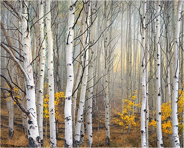 Mesteacan crengi,trunchi decorativ