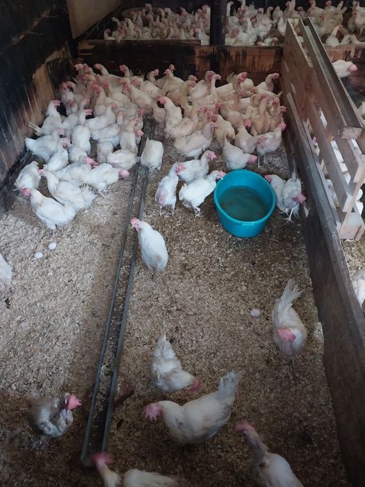 Куры несушки белые молодые