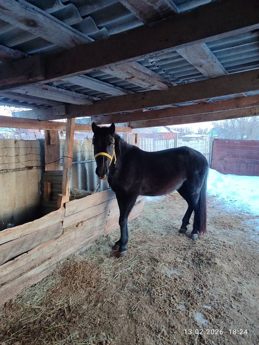 Бие сатылады. Жай буаз