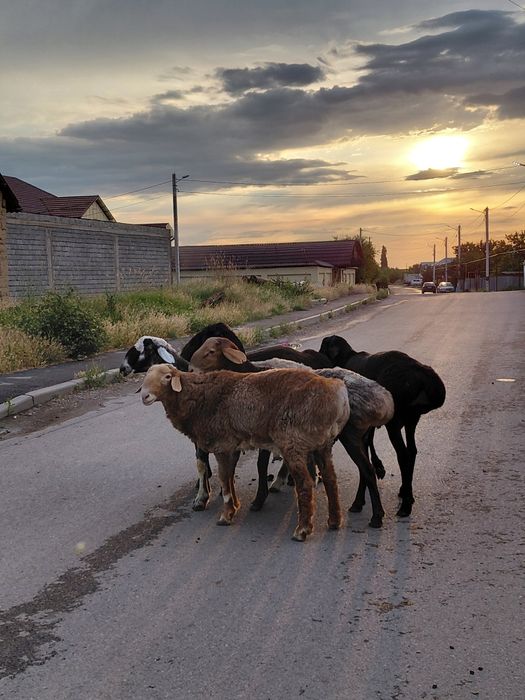 Кошкар бордак семиз