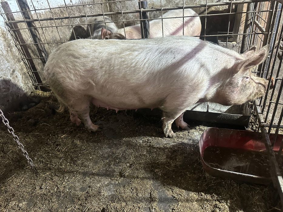 Gestantă în 2 luni