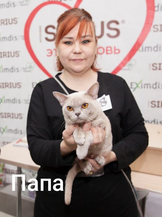 Европейская бурма