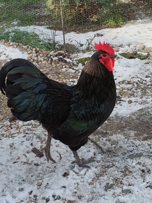 Cocoș Austrarlop 2025