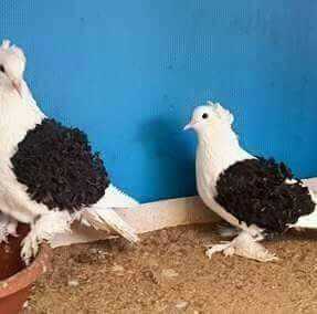 Vand porumbei creti francezi capaciti si jucatori de Baku