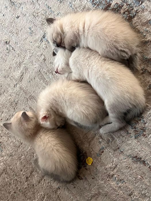 Породистые котята