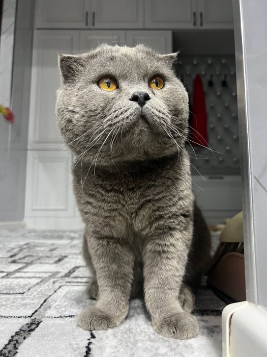 Shotlanskiy shkotish fold sotilad