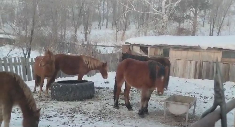 Дойные жеребые кобылы