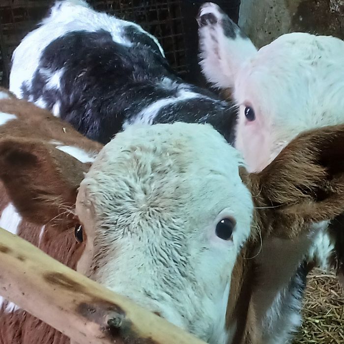 Vitei baltata romaneasca si belgian