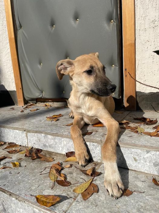 Мальчик помесь с тазы ( мама) ищет дом !