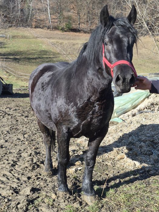 Iapa de vânzare în vârstă de aproape 3 ani