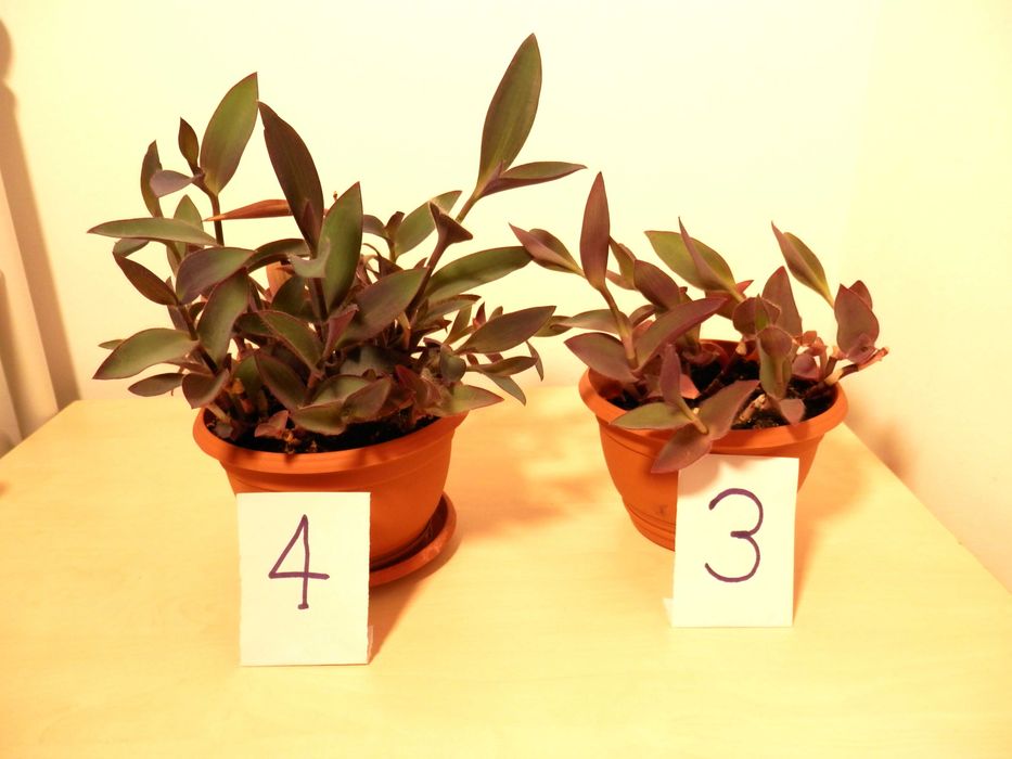 Planta ornamentala Tradescantia pallida Purpurea (Purple Heart)