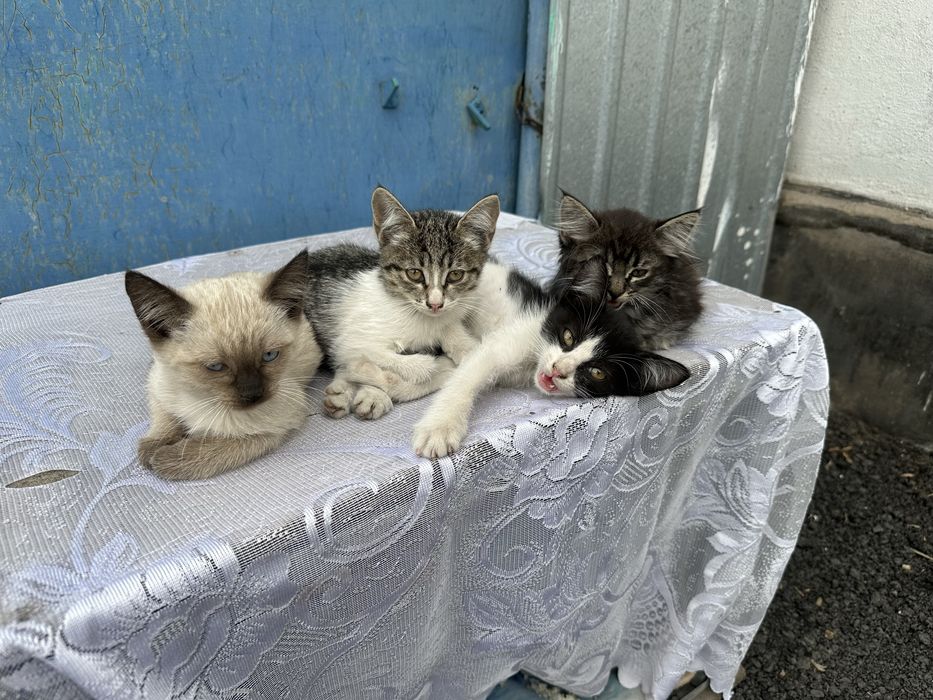Отдадим котыт в хорошие руки
