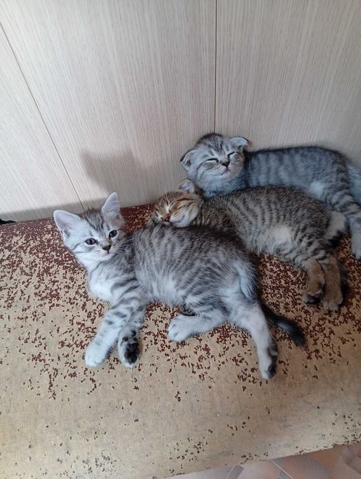 Продам шотландских котят.