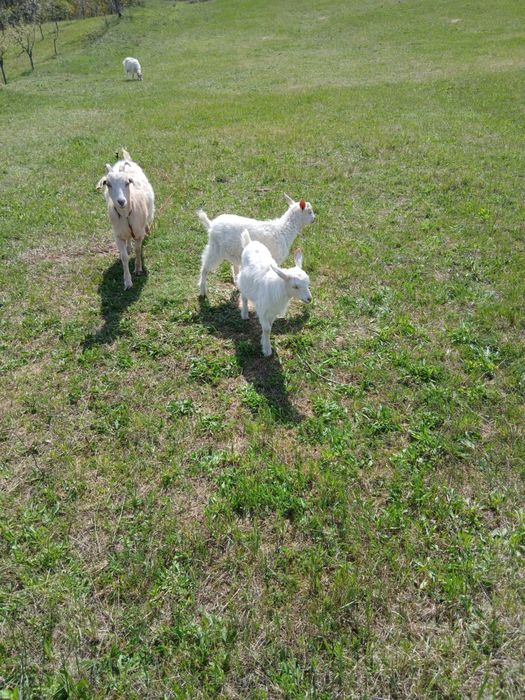 Vand iezi pentru taiat