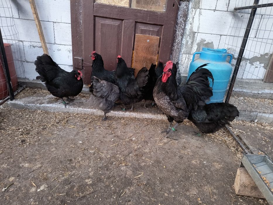Oua incubat australorp