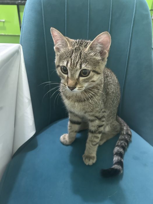 Котенок 2-месяца мальчик бесплатно