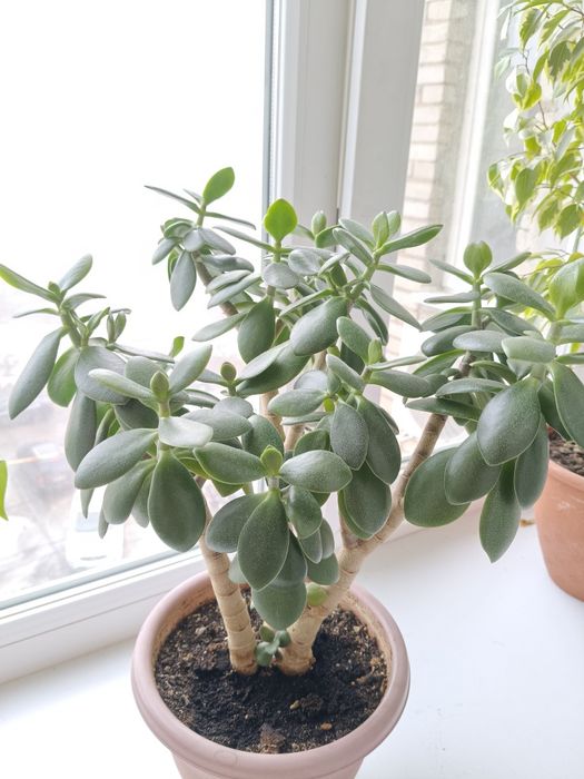 Денежное дерево, трехствольное!!!