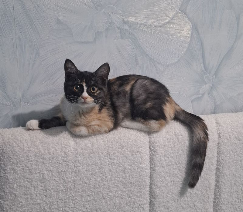 Котенок в добрые руки